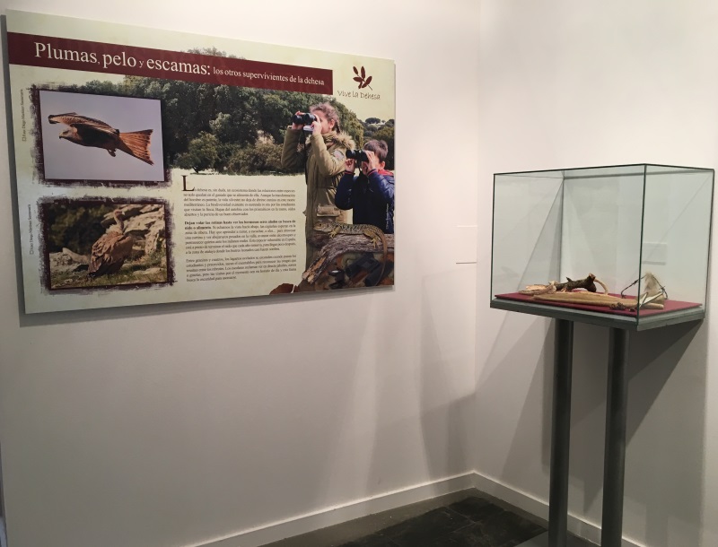 Exposición Vive la Dehesa 2018. 