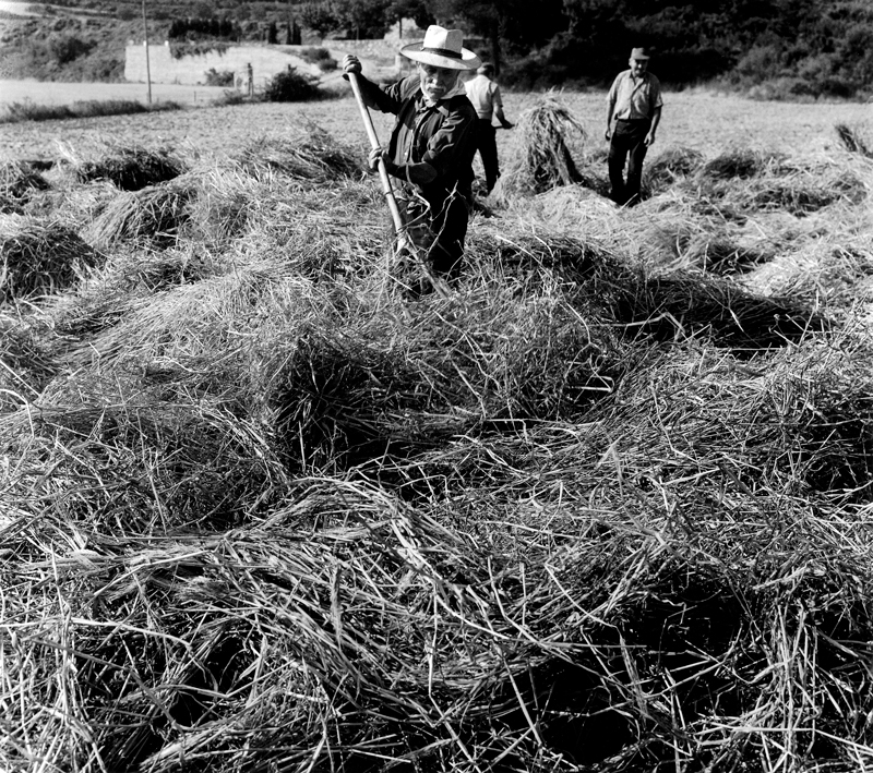 agricola03