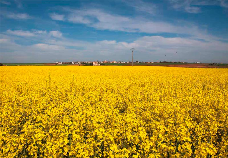 Campo de colza