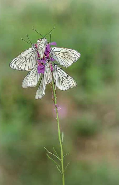 Dormidera de mariposas . Ría de O Burgo (Coruña)- Dormidera  60x90