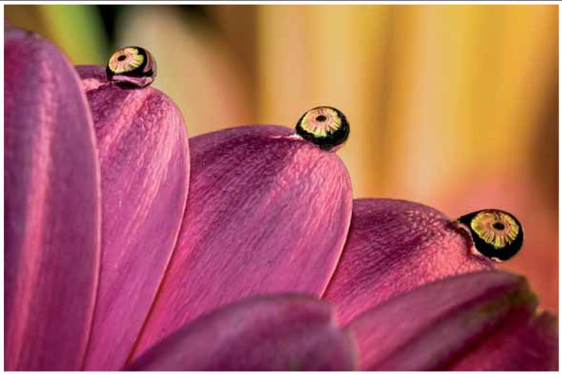 Gotas en gerveras  Fotofrafia tomada en interior  Gervera  65x44