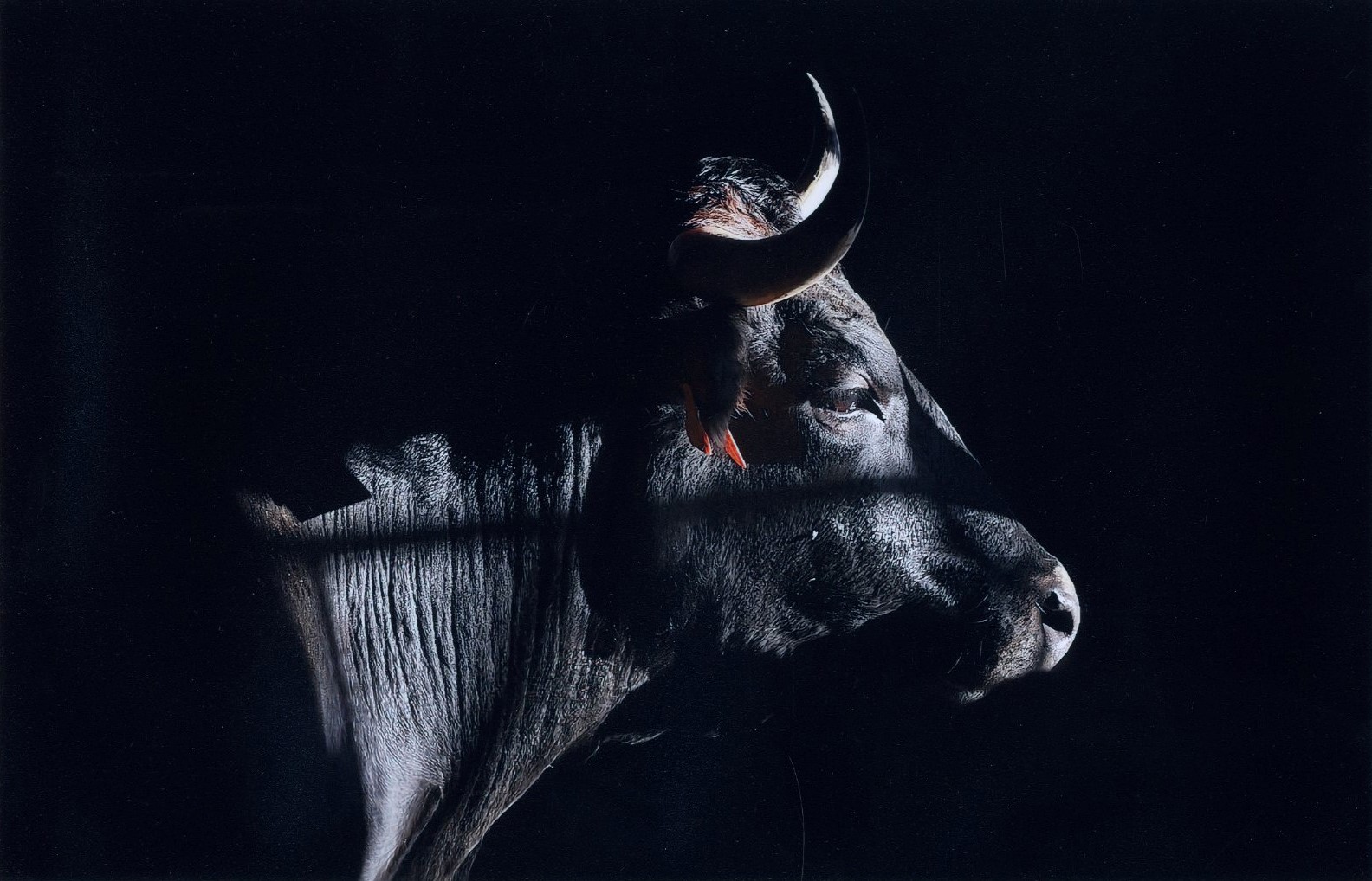 Primer Premio. Nobleza II. Luis Carlo Santiago Martín