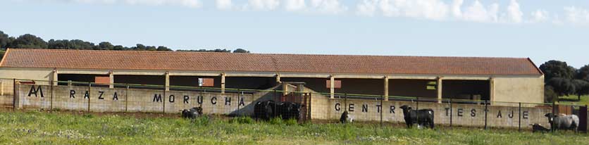Centro de testaje de raza morucha Centro de testaje de raza morucha