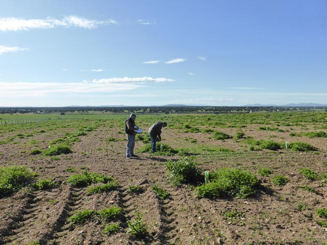 Proyecto de la encina microrrizada con la trufa negra