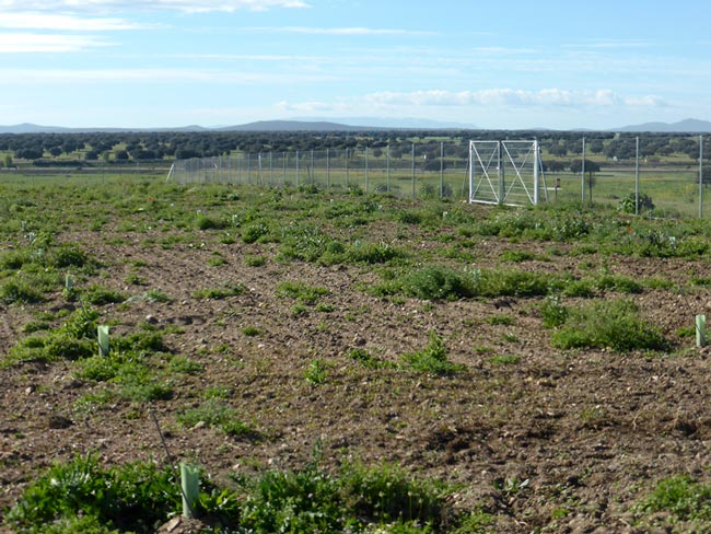 Proyecto de la encina microrrizada con la trufa negra