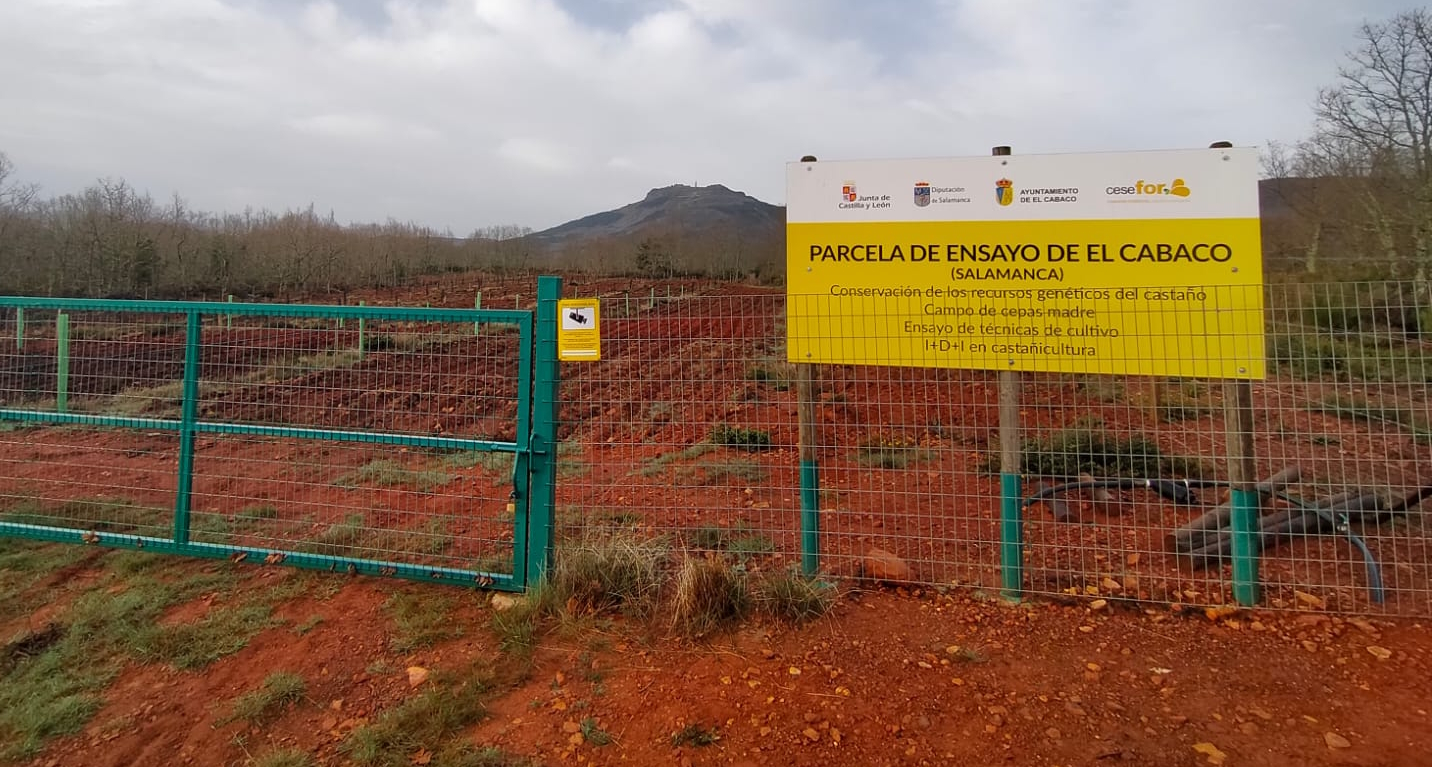 Terreno de plantación en El Cabaco